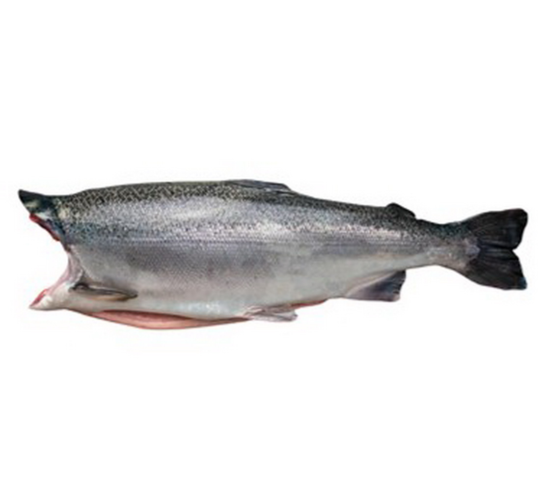 เนื้อปลาแซลมอน  ปลาเทราต์ เนื้อสดนำเข้า เนื้อแกะ อาหารสด